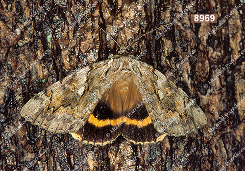 Yellow-banded Underwing (Catocala cerogama)